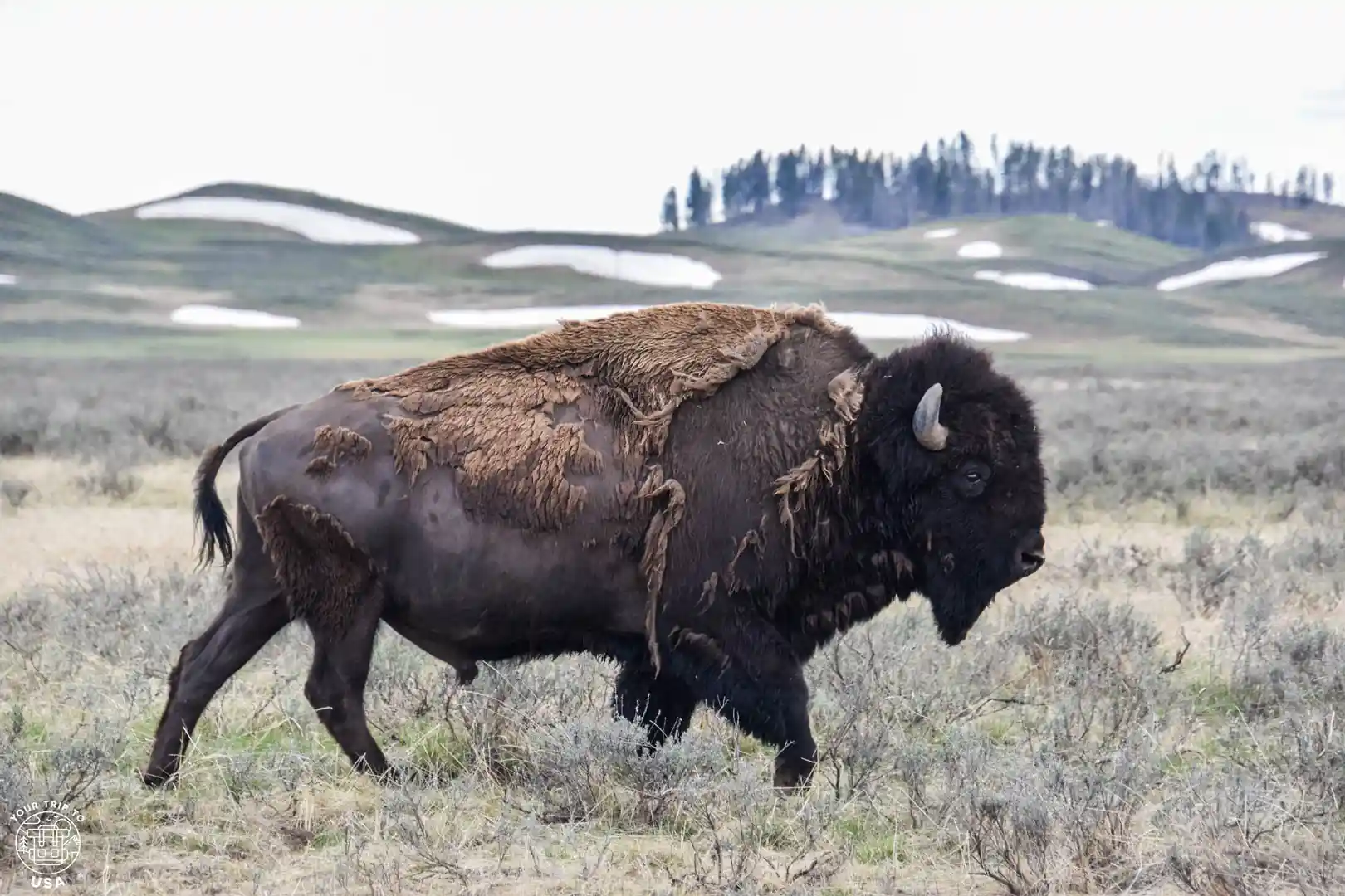 Yellowstone National Park, Estados Unidos