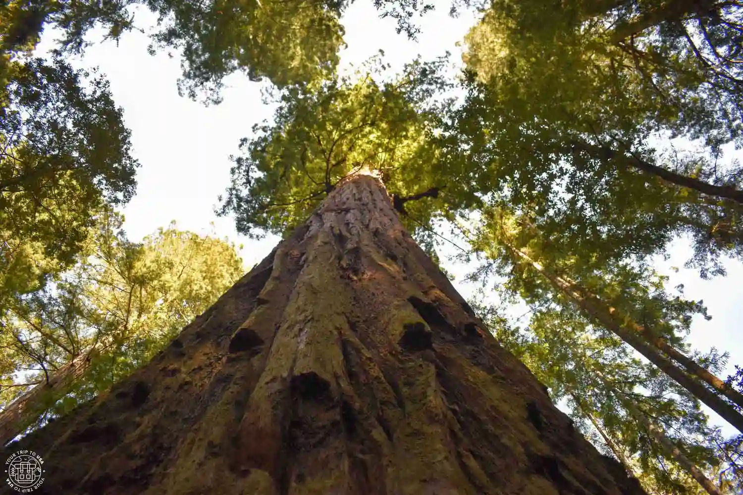 Redwoods near San Francisco