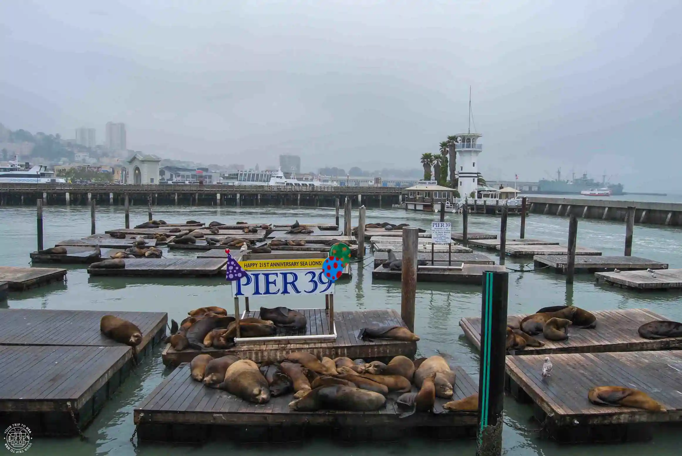 Sea lions in San Francisco