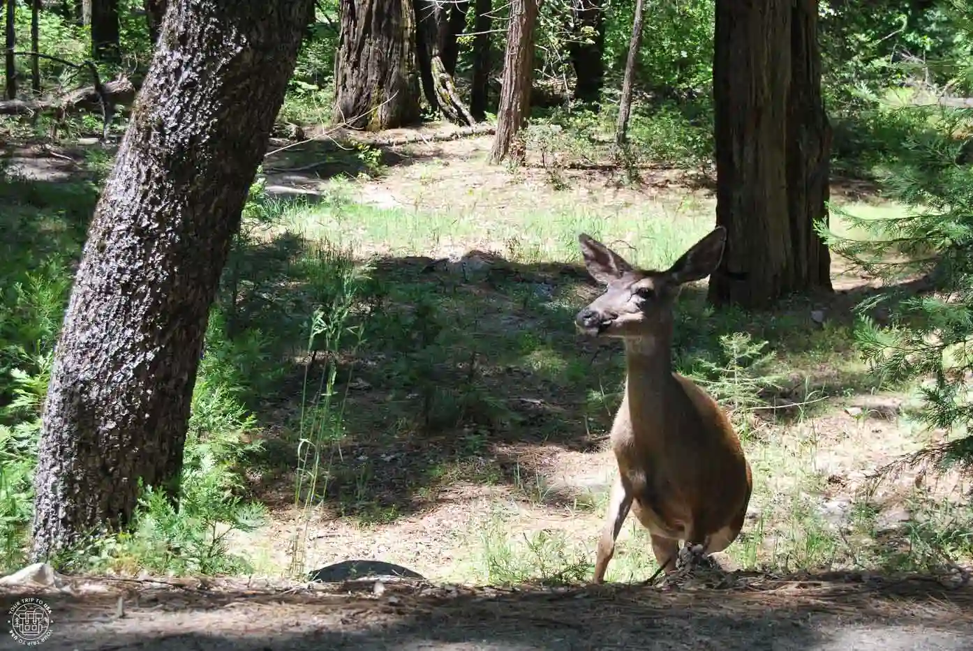 Qué animales ver en Yosemite