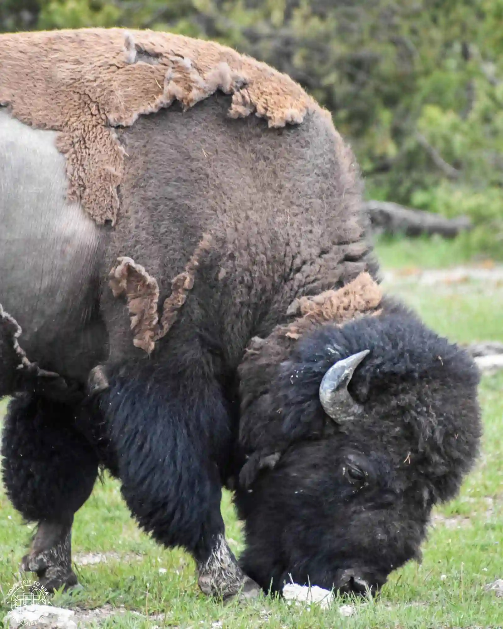 Bison in Yellowstone