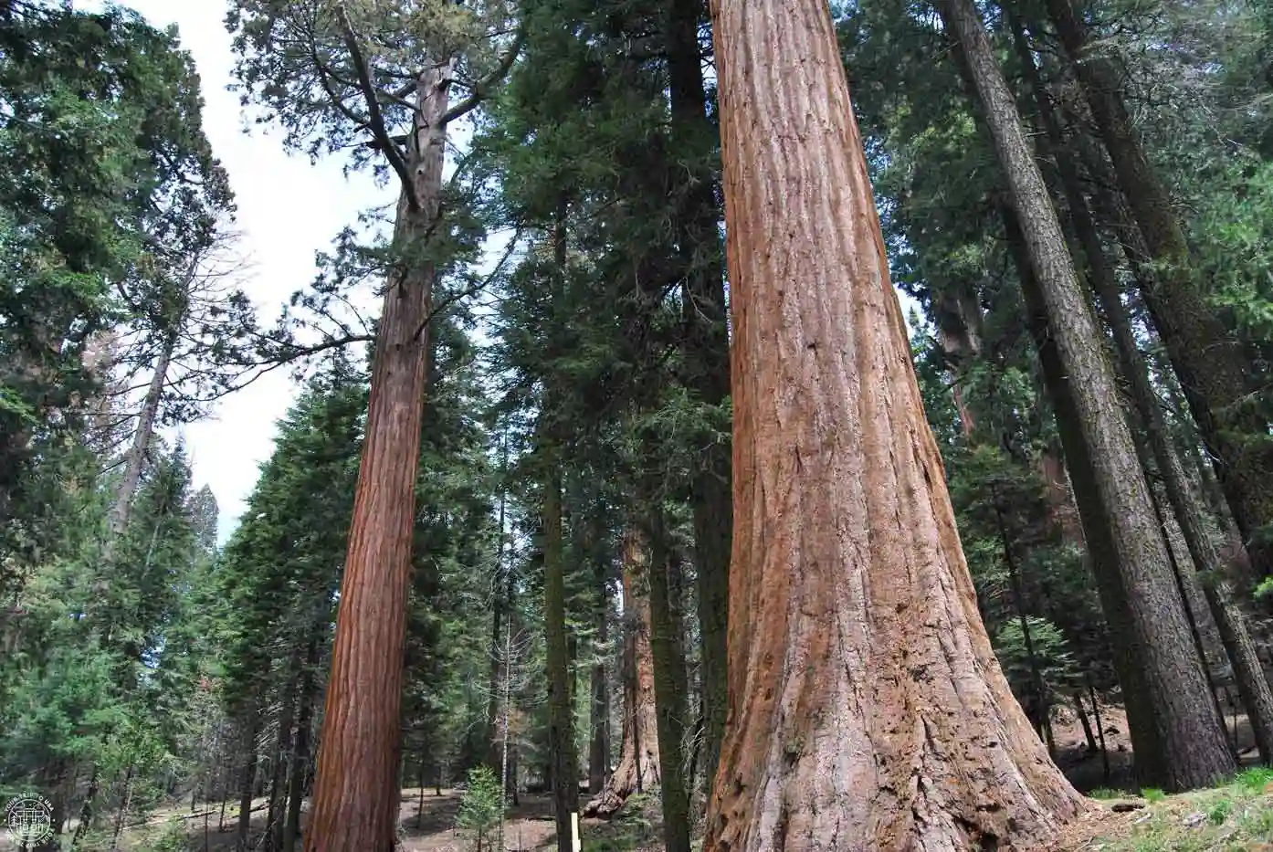 Mariposa Grove, Yosemite