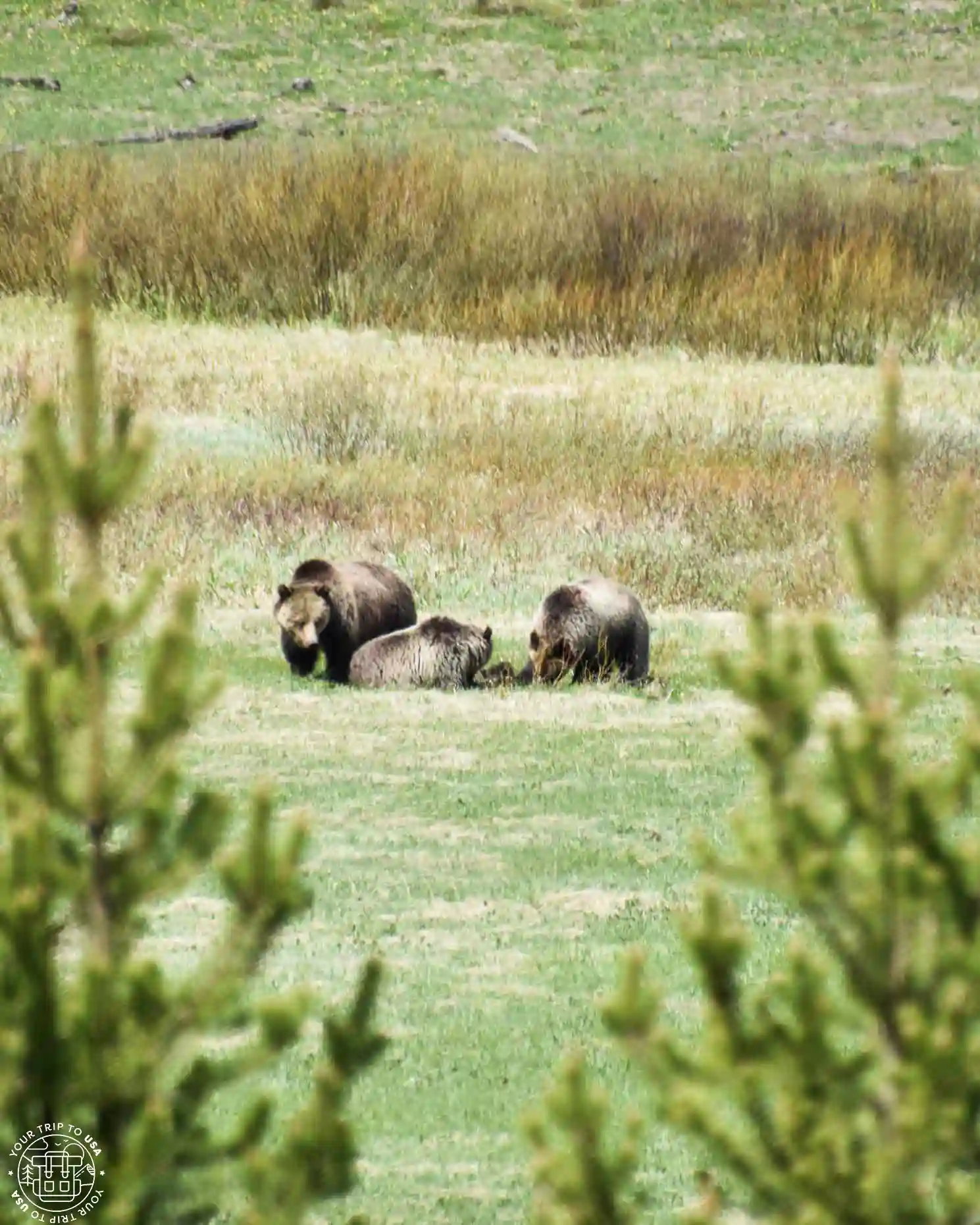 Osos grizzly en Yellowstone