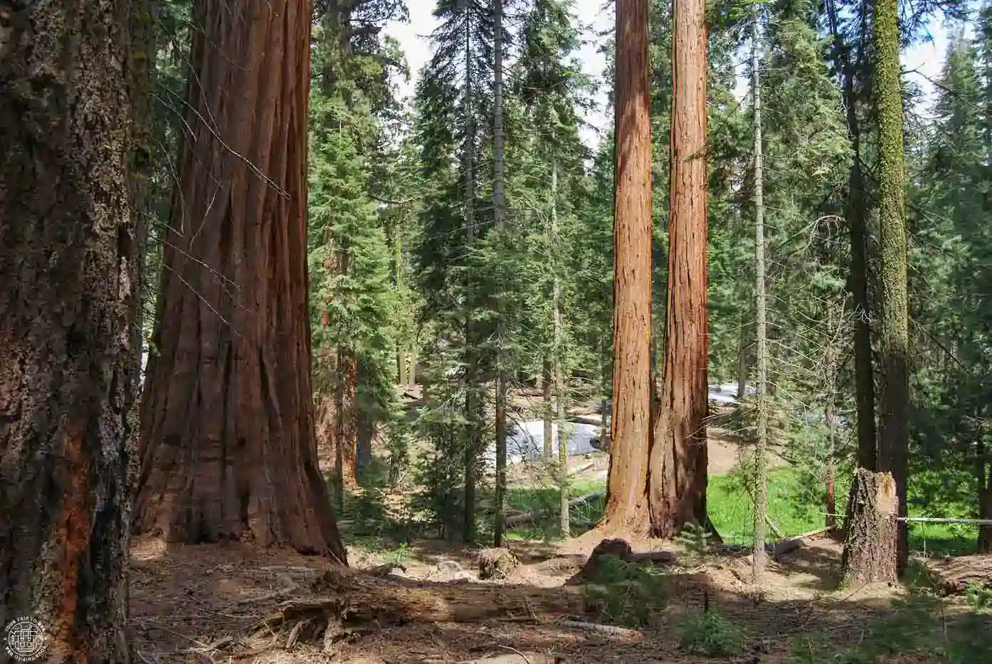 Secuoyas en Yosemite