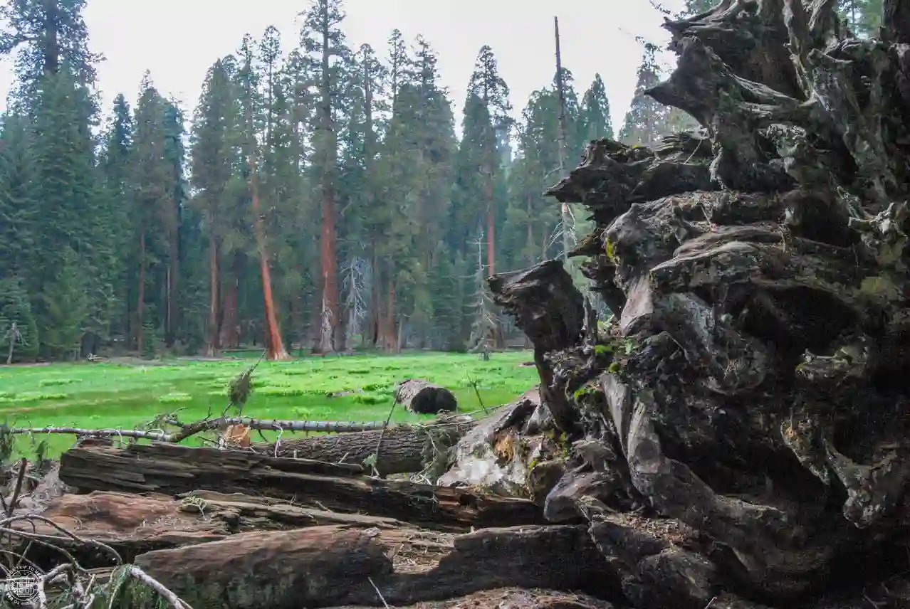 Best time to visit Sequoia National Park
