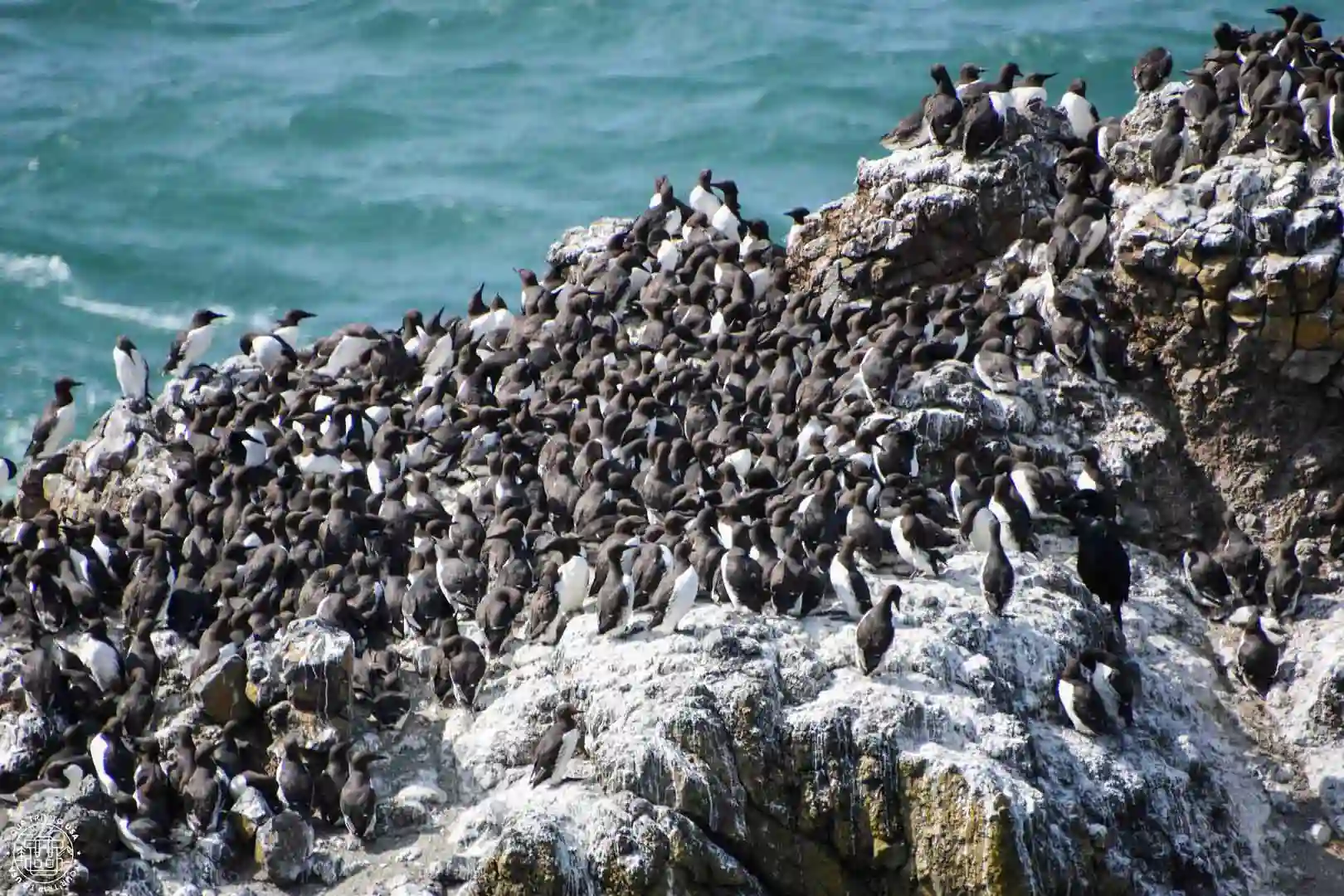 Pájaros en la costa de Oregón
