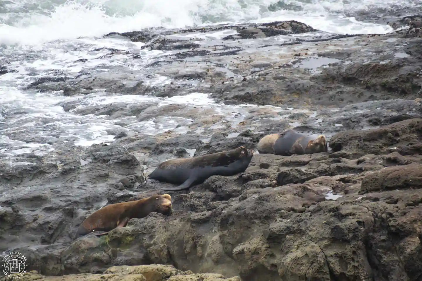 Cape Arago, costa de Oregón