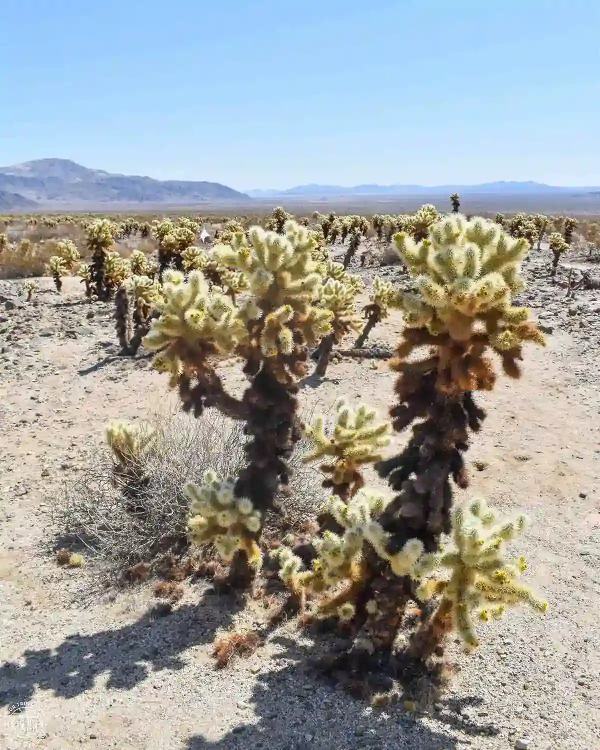 Cholla Cactus Garden, Joshua Tree