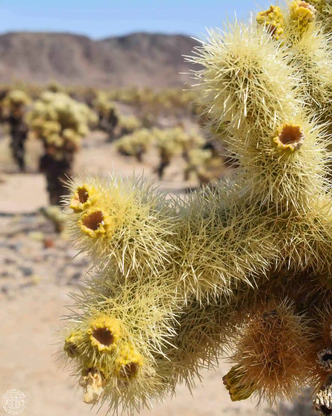 Cholla Cactus Garden, Joshua Tree