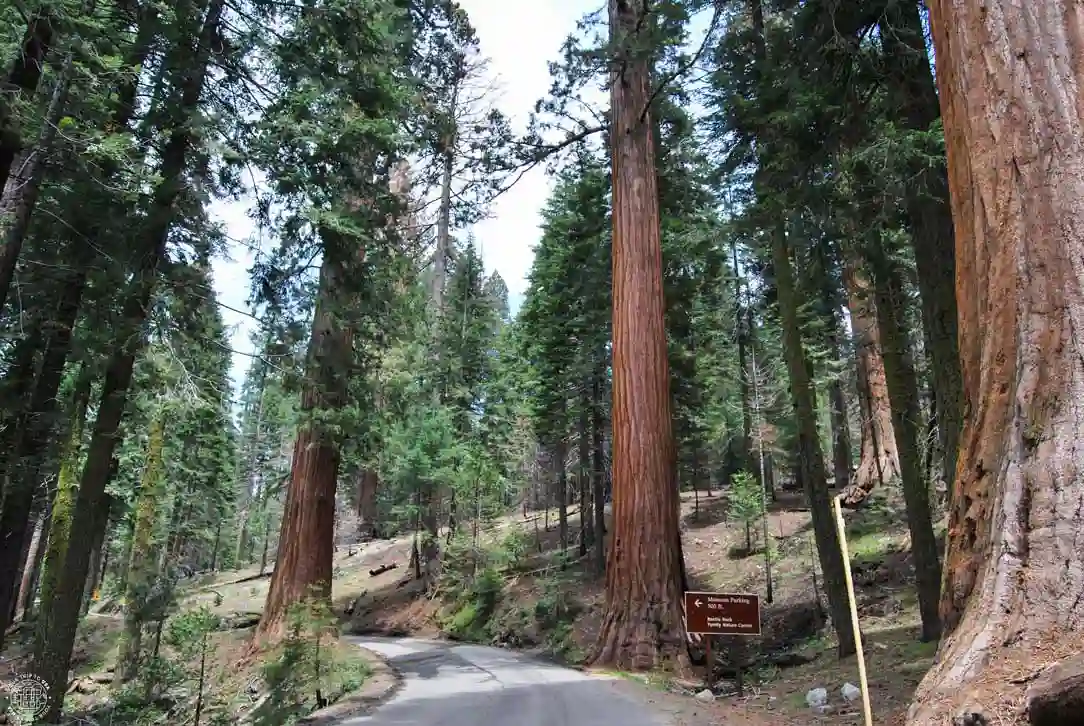 Cómo llegar al Sequoia y Kings Canyon