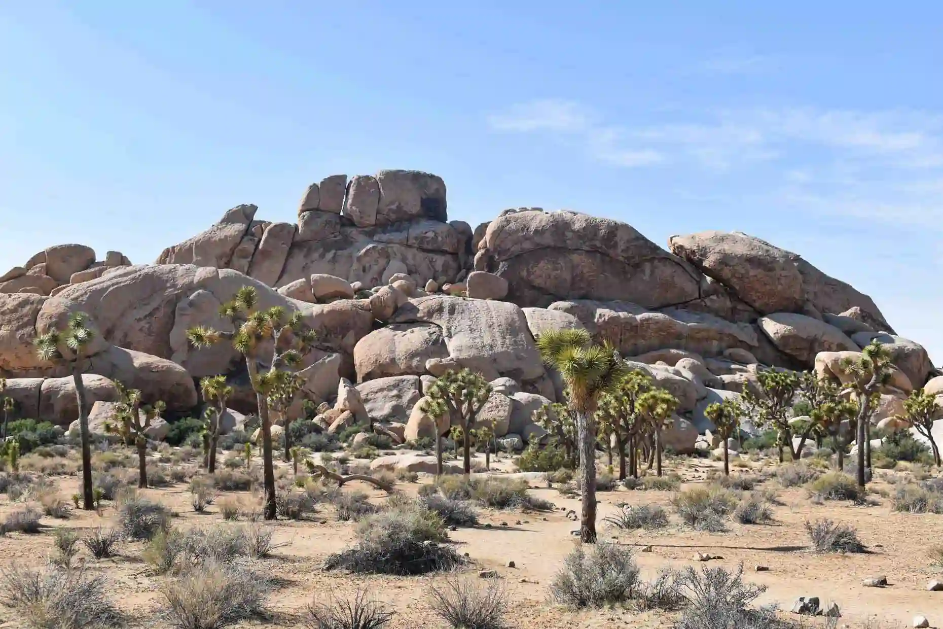 Visitar Parque Nacional Joshua Tree