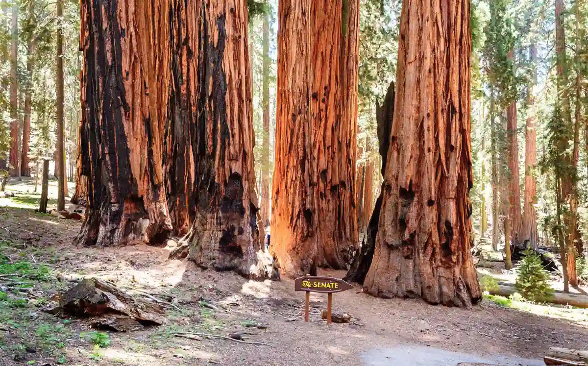 Congress Trail, Sequoia National Park