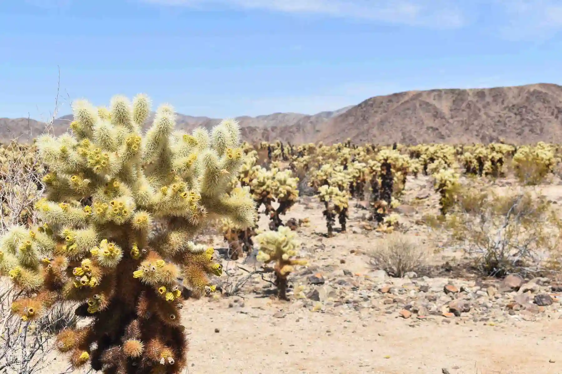 Cholla Cactus Garden, Joshua Tree