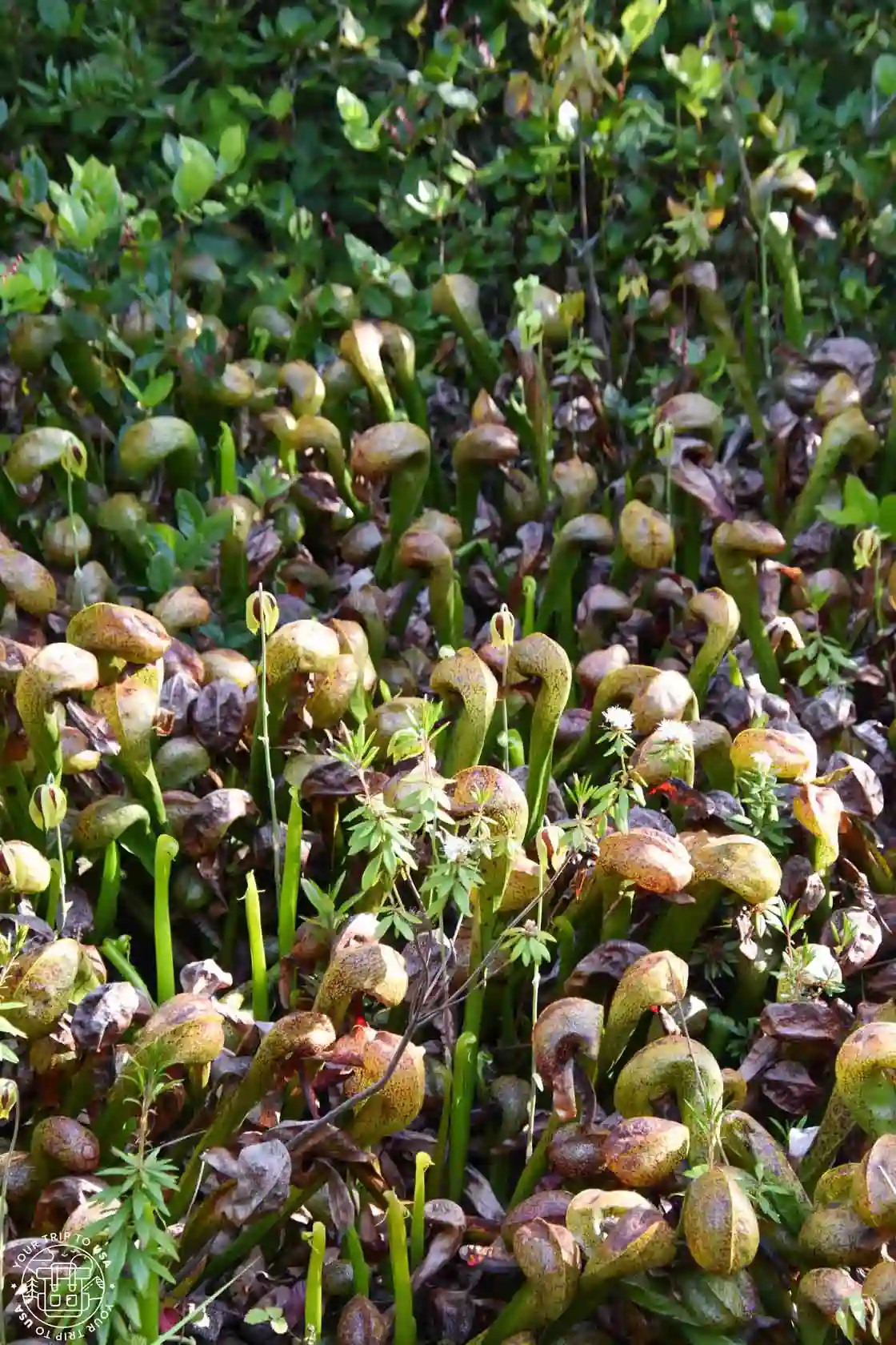 Darlingtonia, costa de Oregón