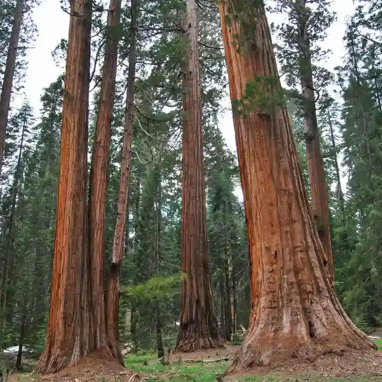 <p>DÓNDE ALOJARSE<br />
SEQUOIA</p>
