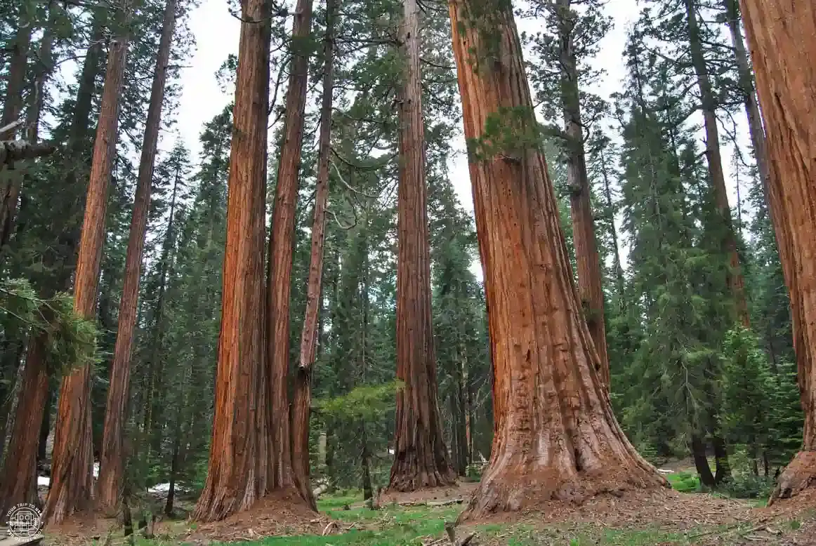 Dónde dormir en el Parque Nacional Sequoia