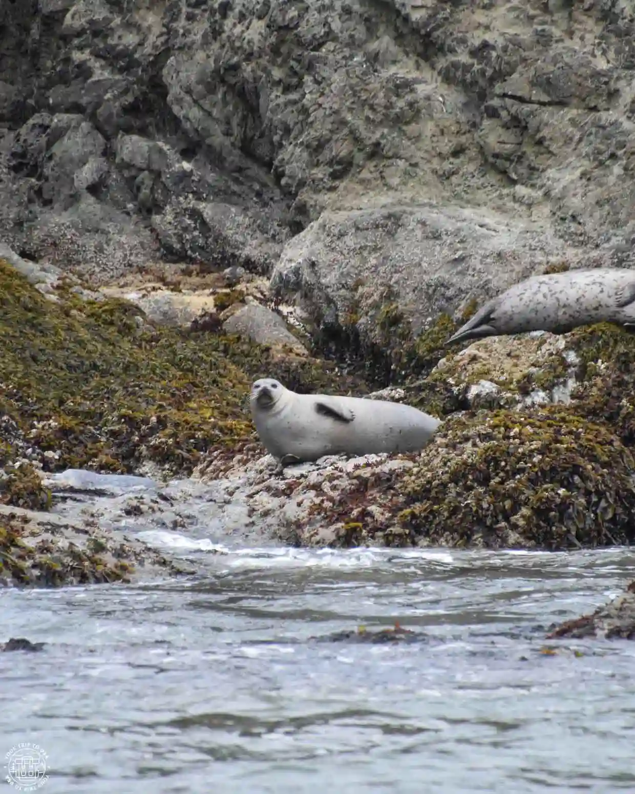Focas en la costa de Oregón