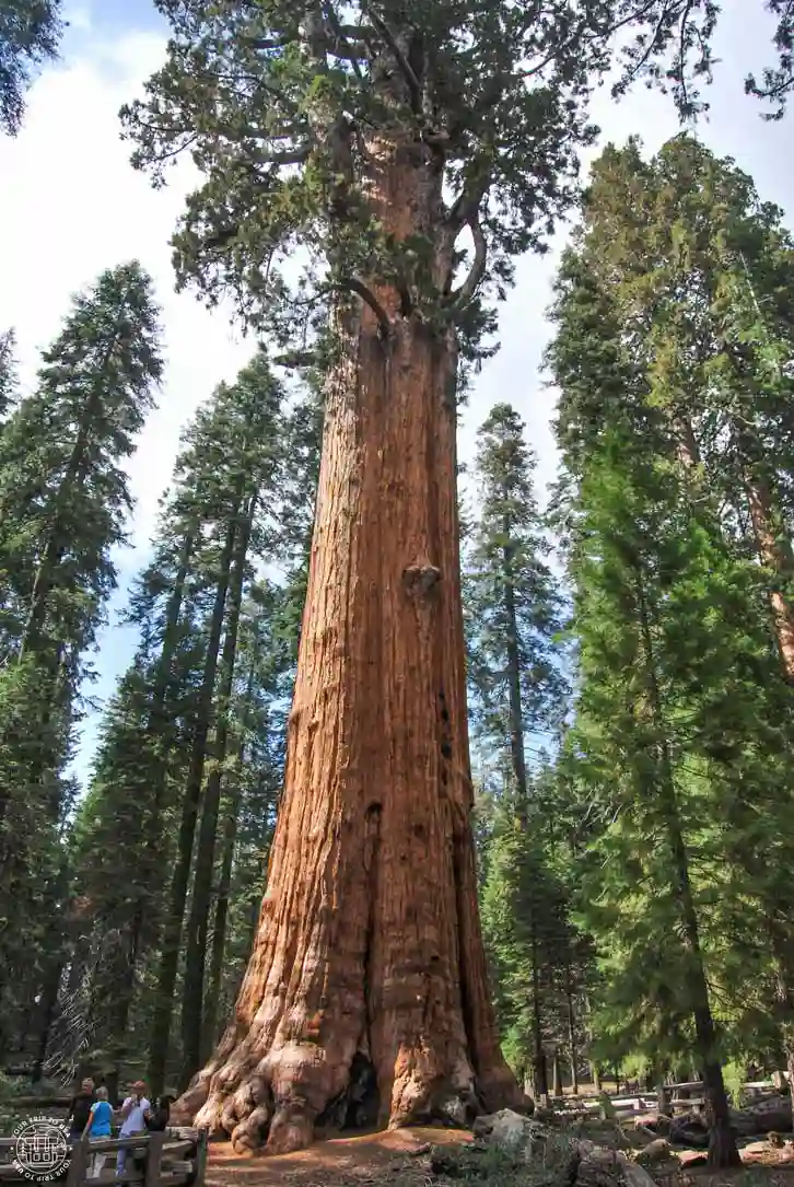 General Sherman, Parque Nacional Sequoia