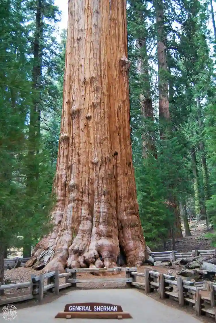 General Sherman, Parque Nacional Sequoia