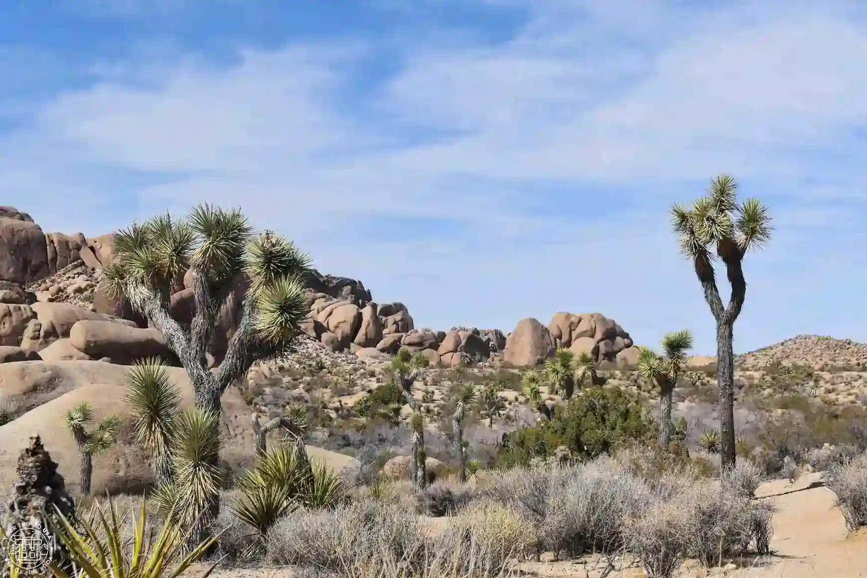 Lugares que ver en Joshua Tree
