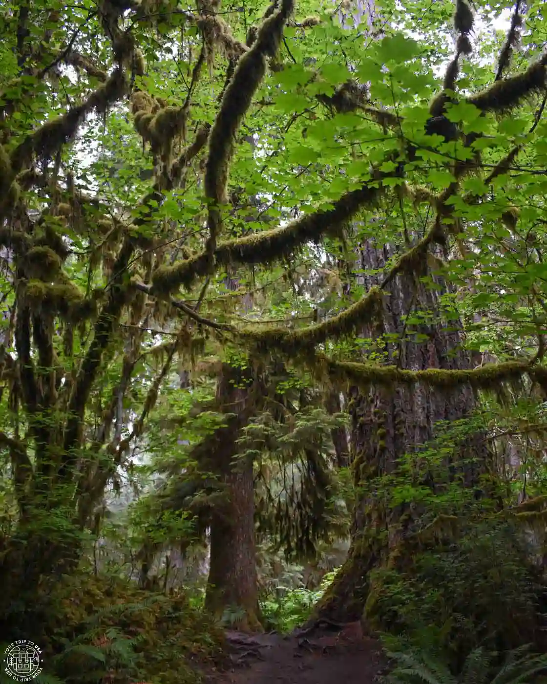 Ho Rain Forest, Olympic Peninsula, Washington