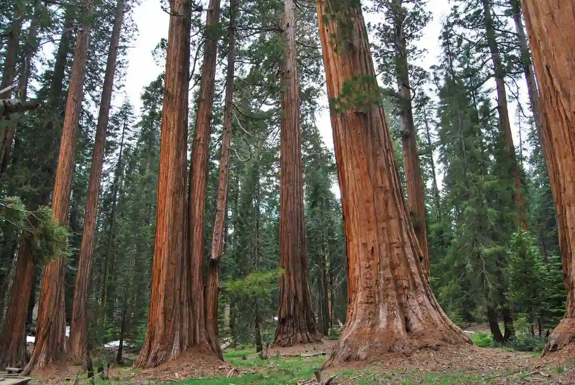 How to visit Sequoia National Park