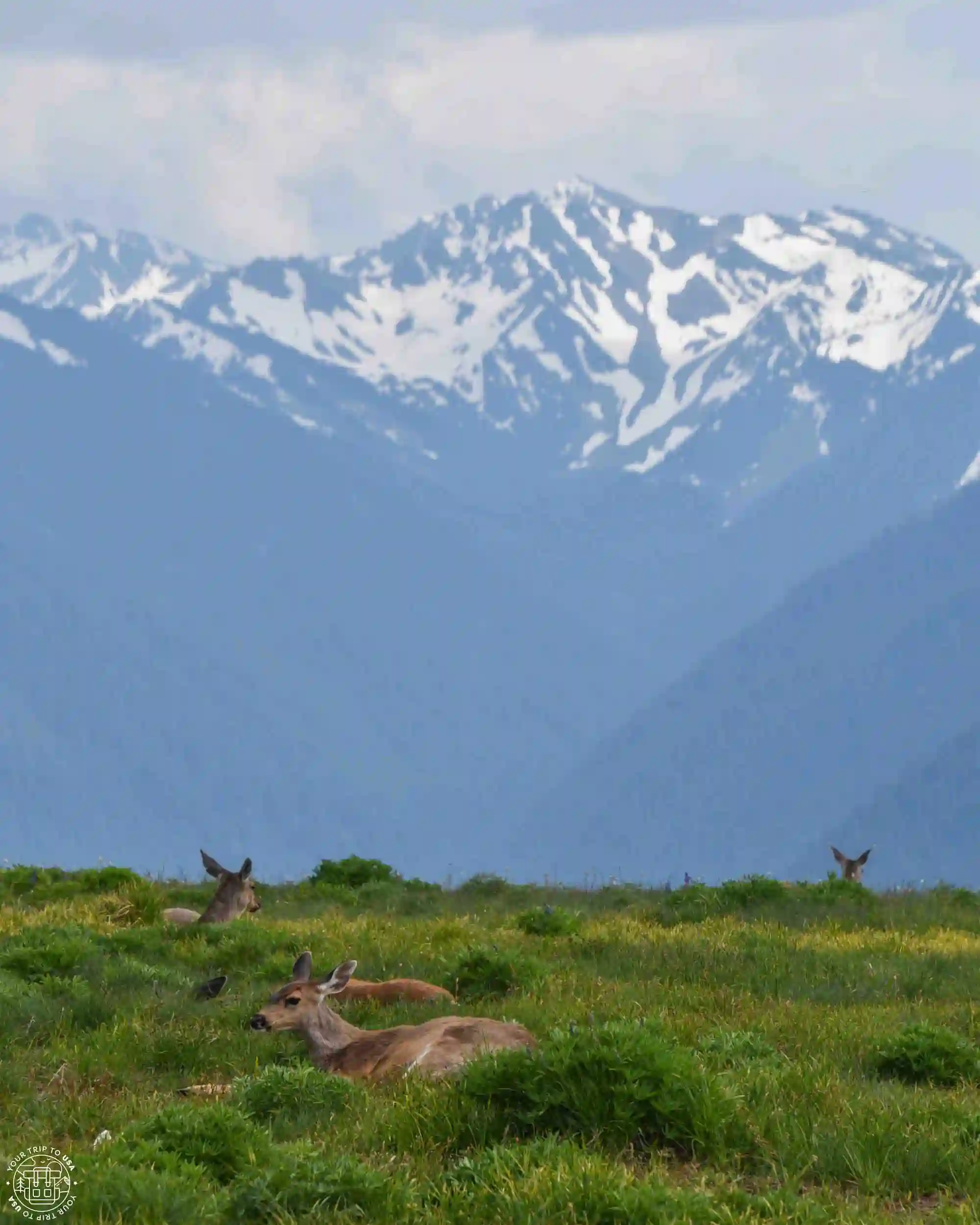 Hurricane Ridge, Olympic Peninsula, Washington