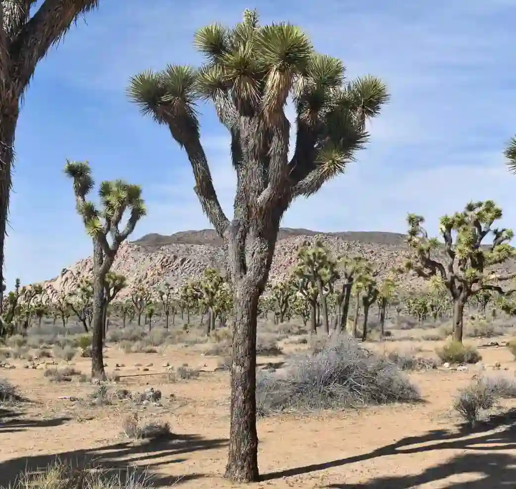 JOSHUA TREE