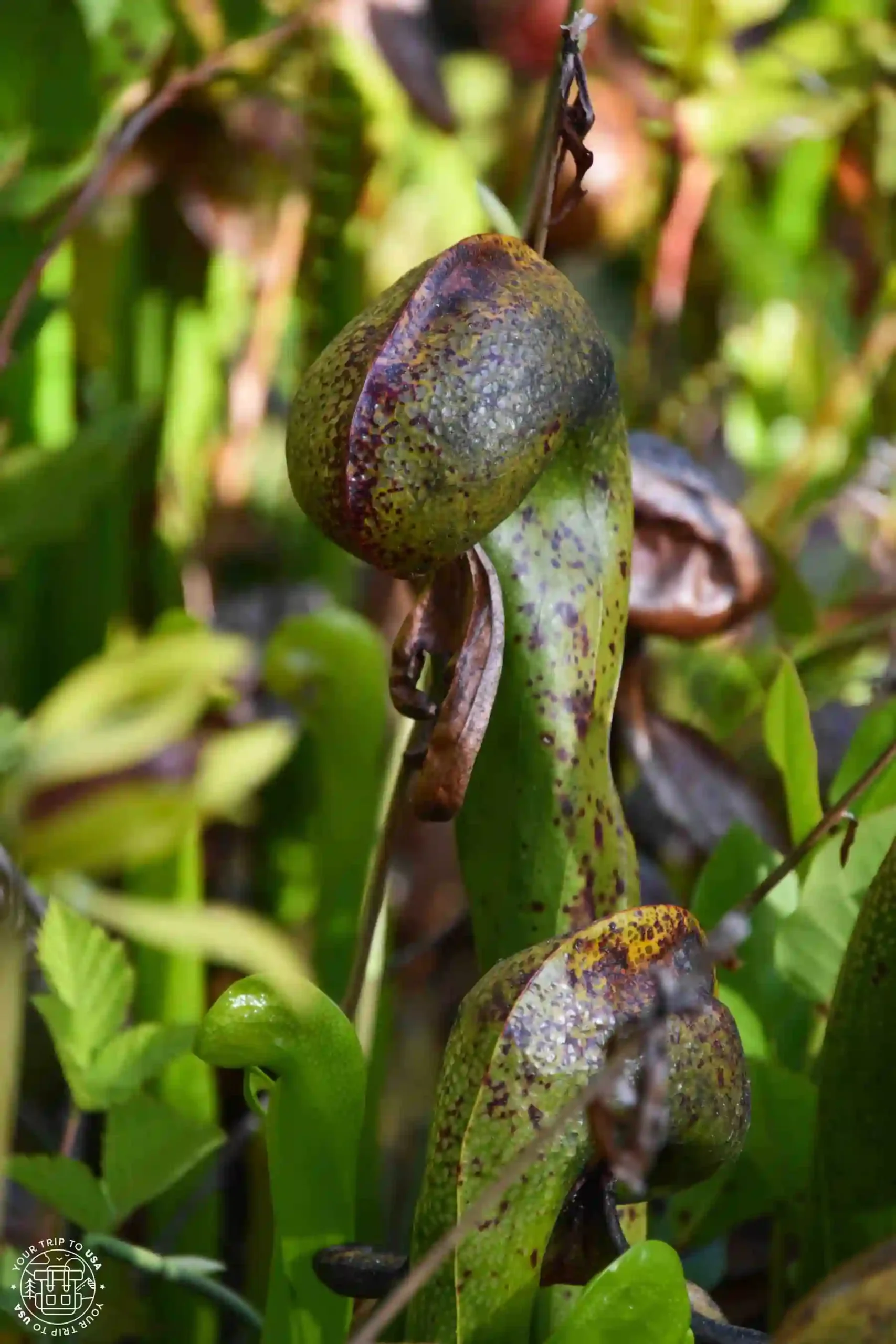 Darlingtonia State Natural Site, costa de Oregón