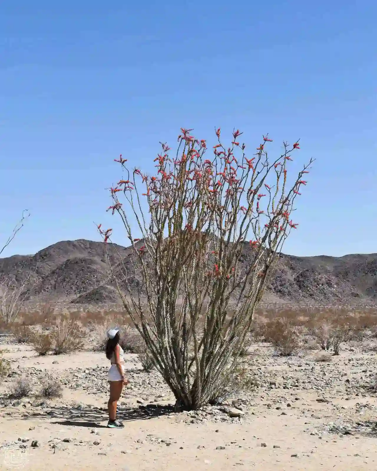 Ocotillo Patch, Joshua Tree