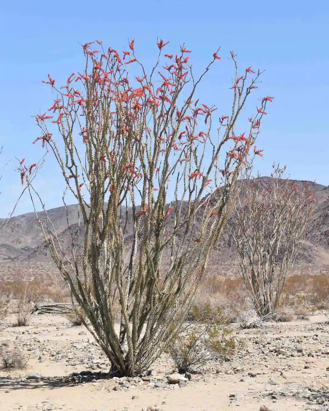 Qué visitar en Joshua Tree
