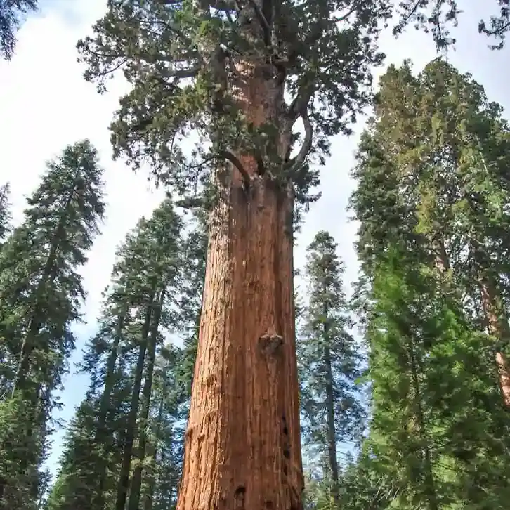 SEQUOIA