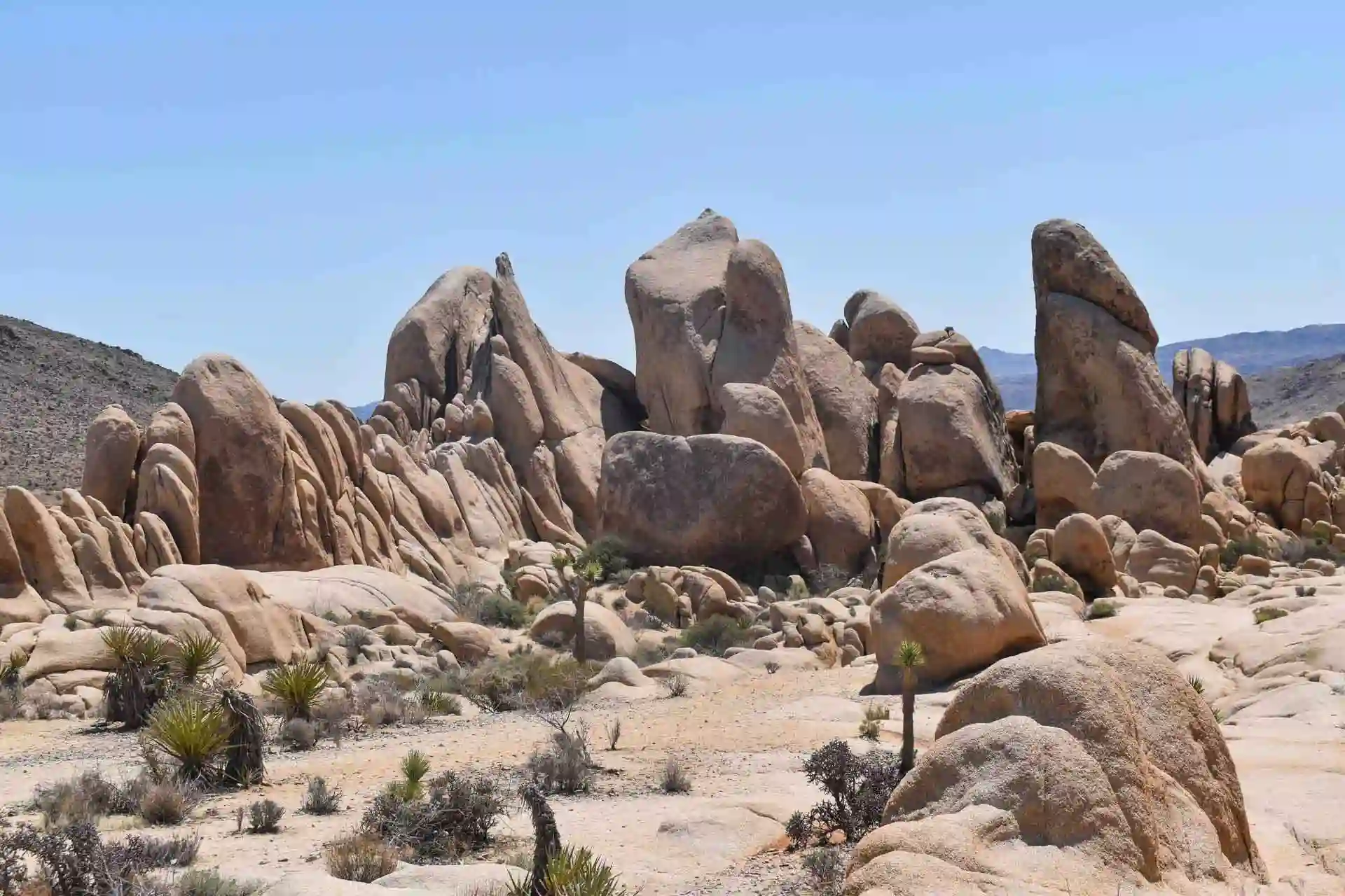Things to do in Joshua Tree