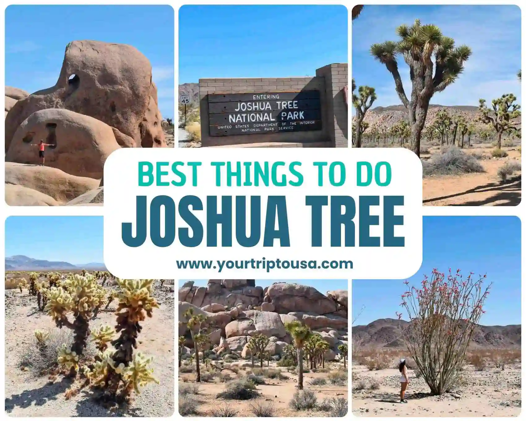 Things to see Joshua Tree
