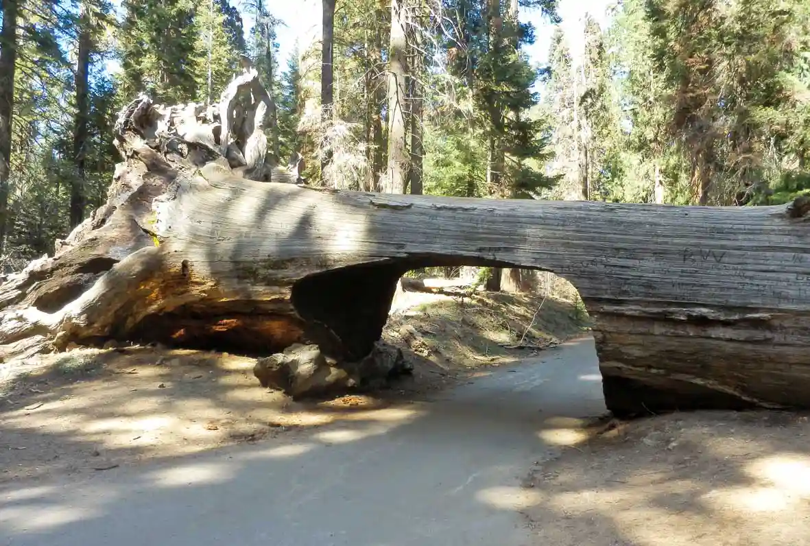 Tunnel Log, Sequoia National Park