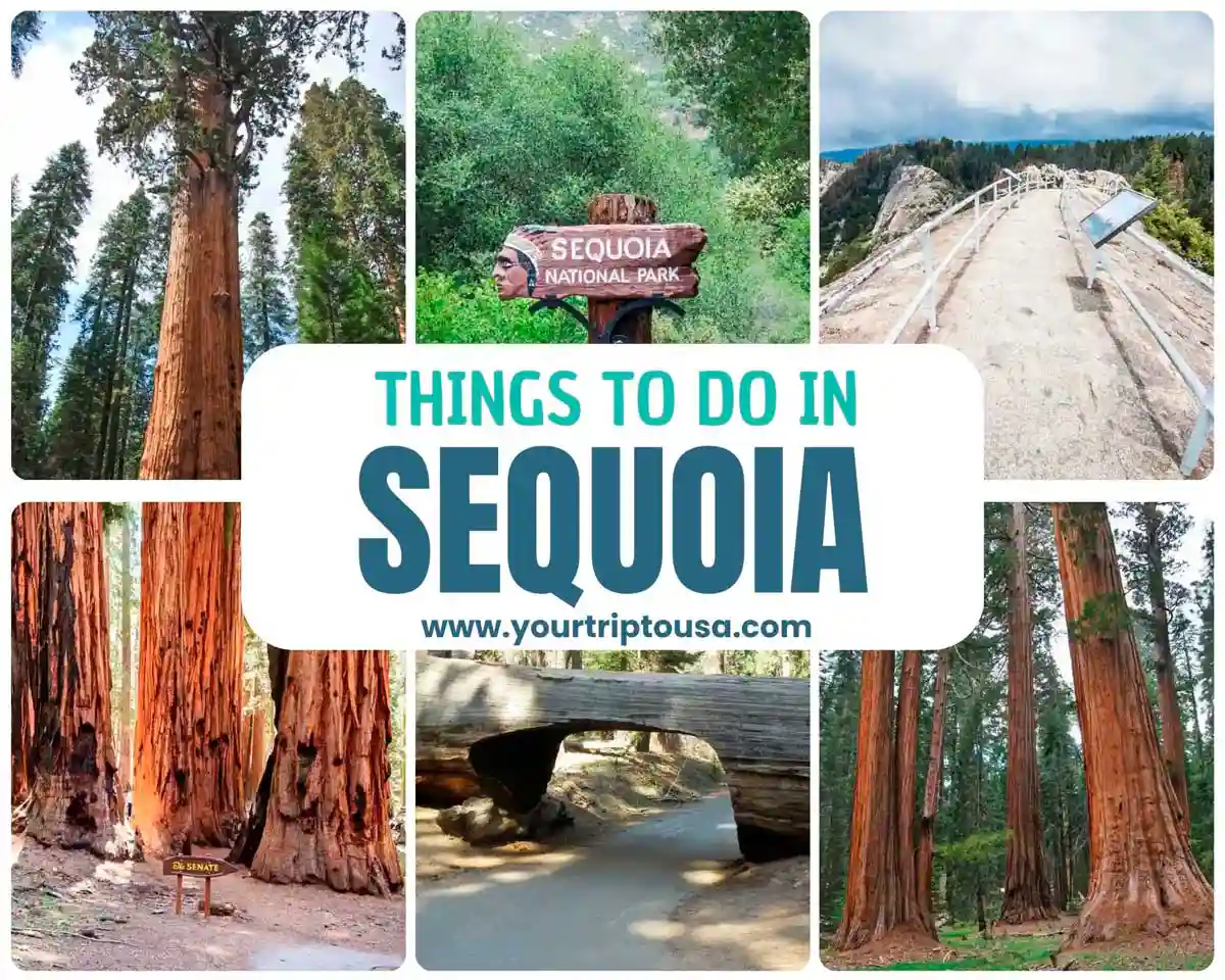 What to do in Sequoia National Park