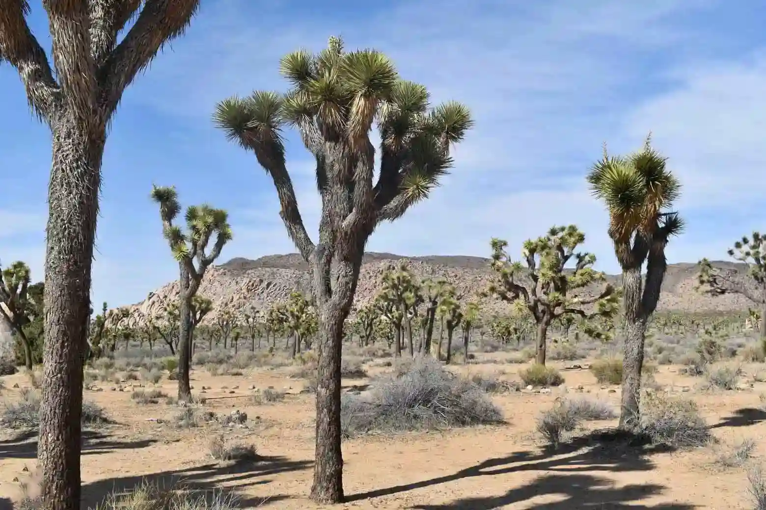 Where to stay in Joshua Tree National Park