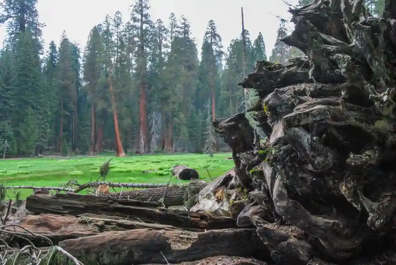 Where to stay in Sequoia National Park