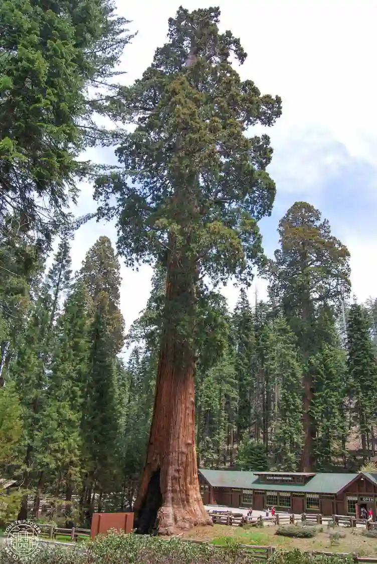 Giant Forest Museum, Sequoia NP