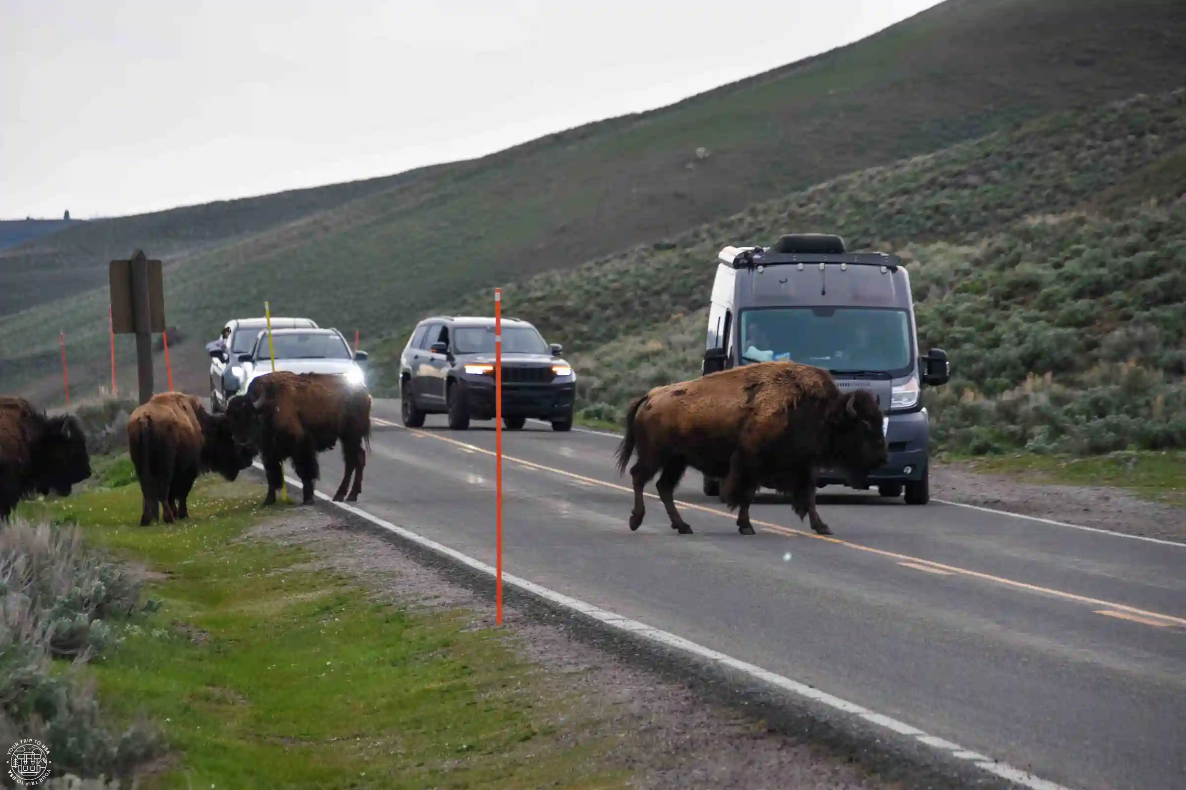 Bisontes en la carretera, Yellowstone National Park