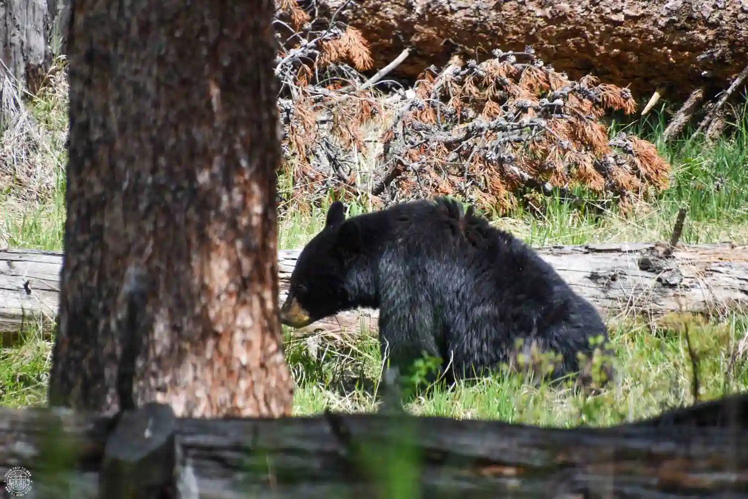 Oso negro en Yellowstone