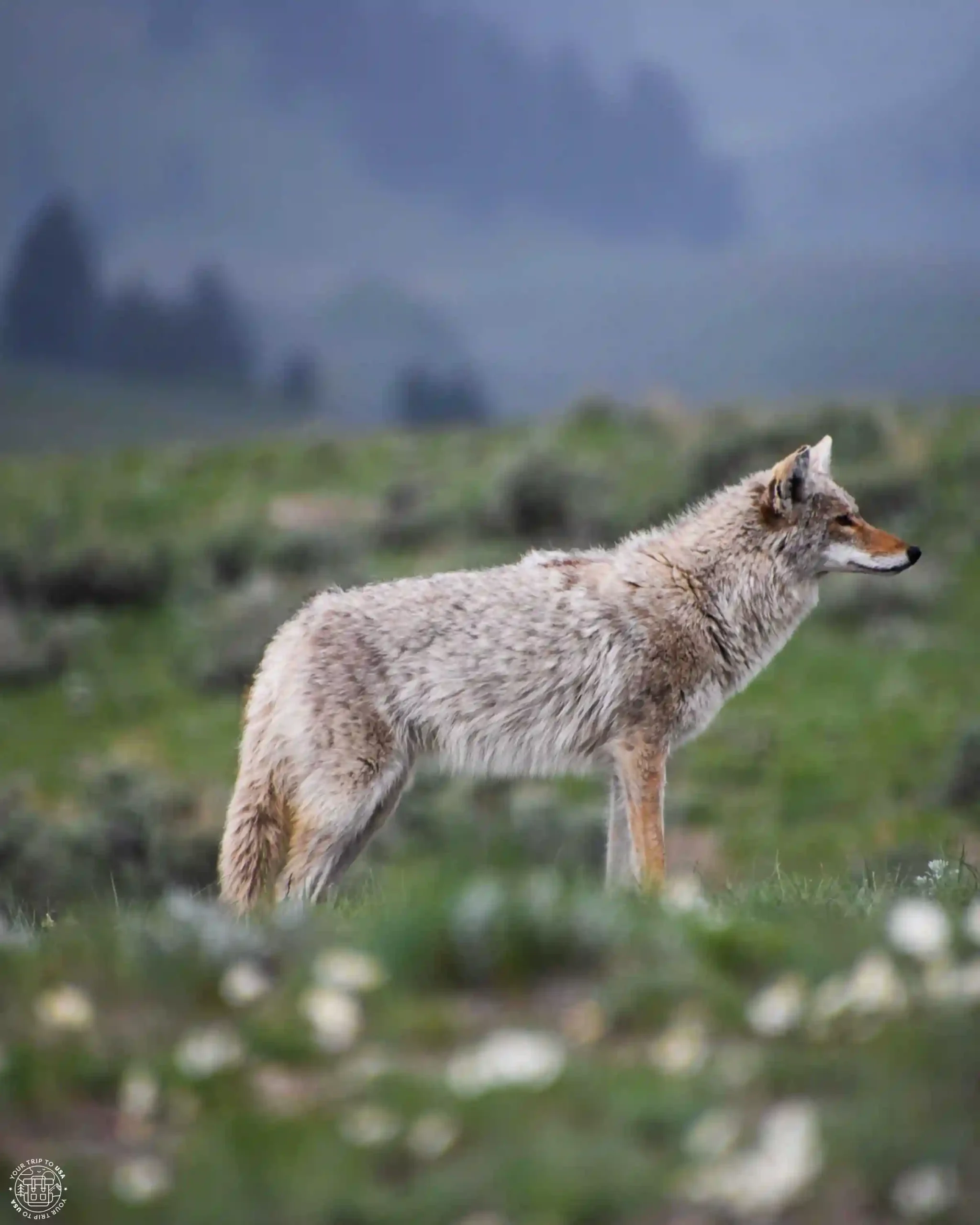 Coyote, Yellowstone National Park