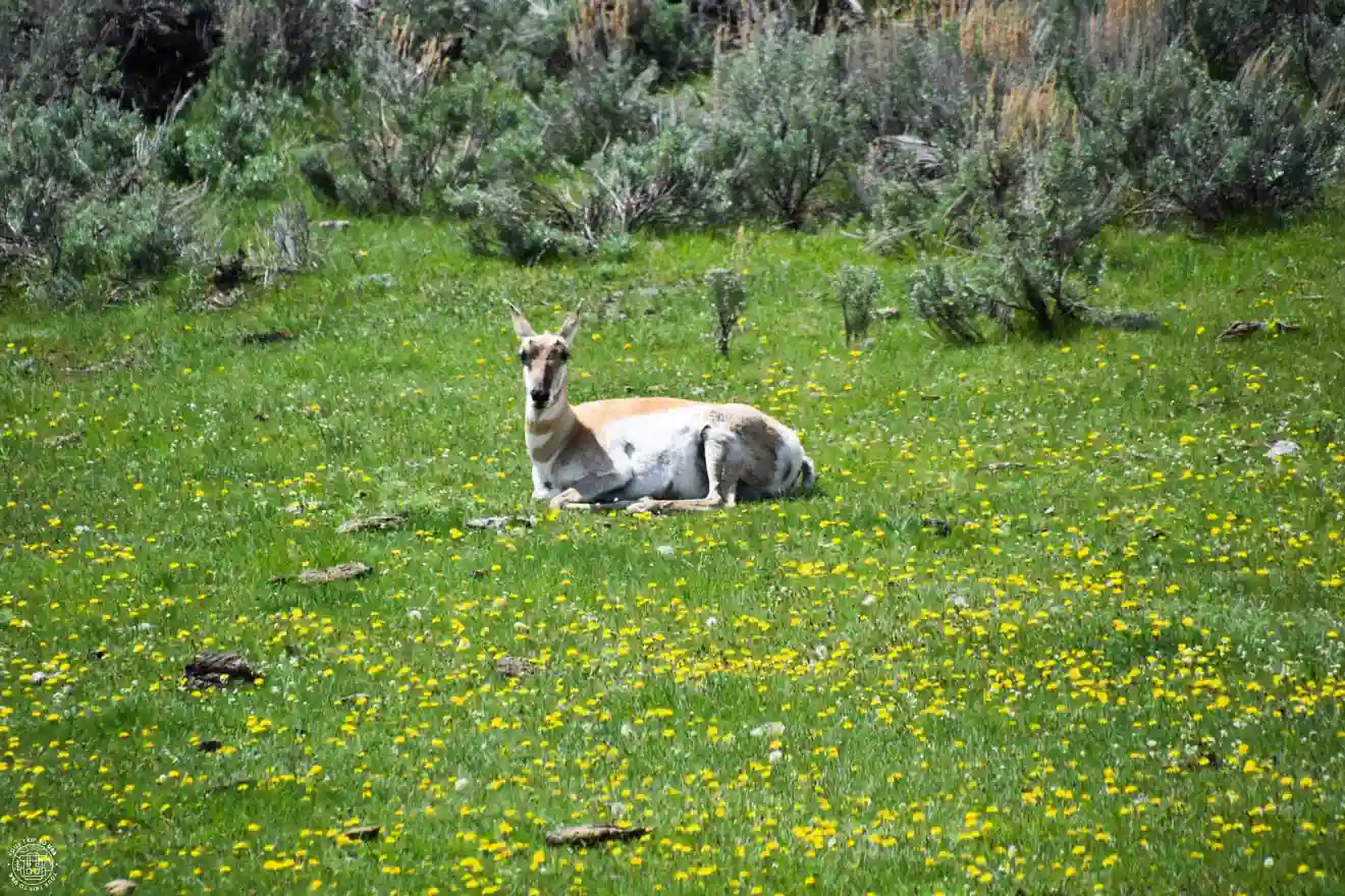 Pronghorn en Yellowstone
