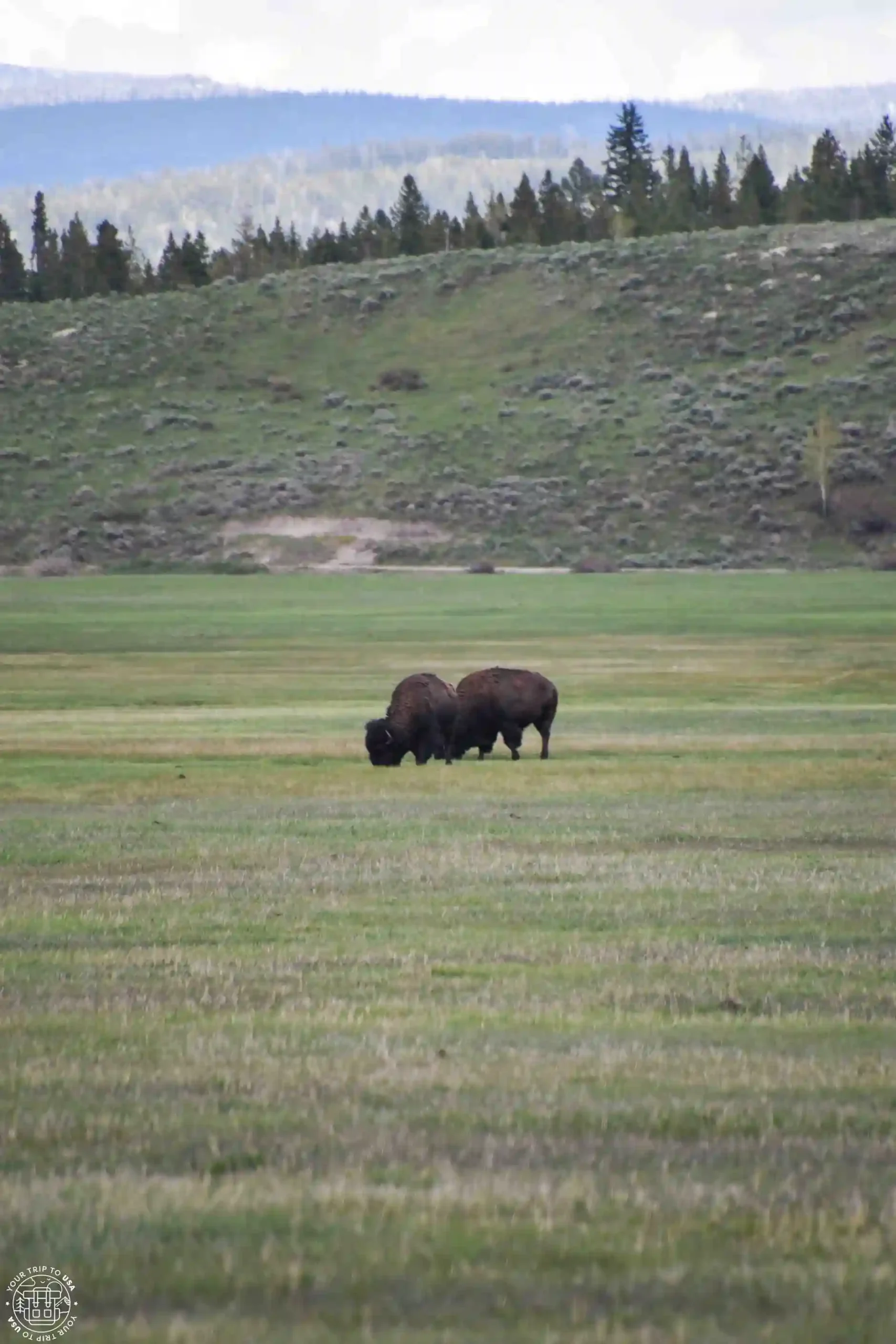 Bisontes en Grand Teton National Park