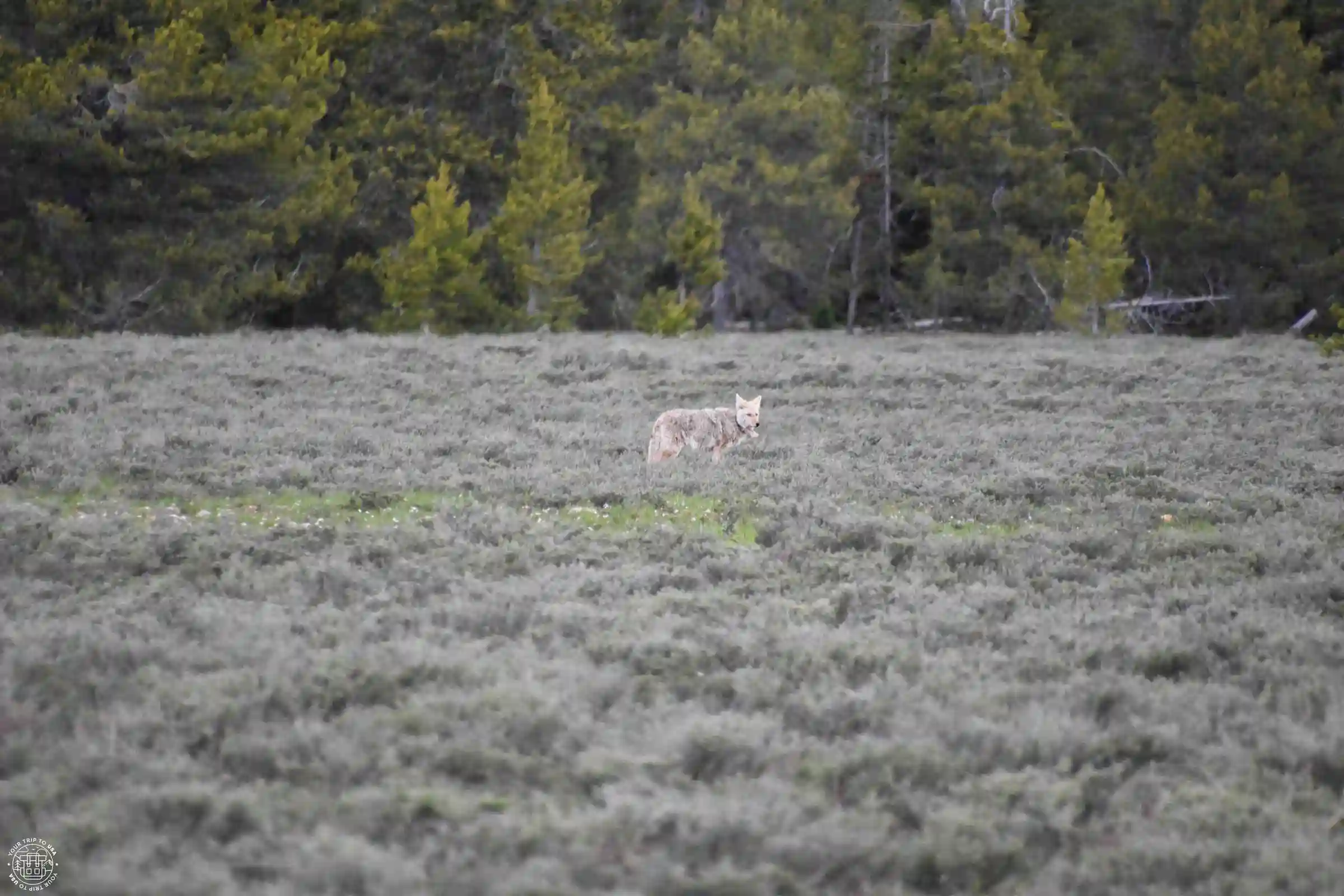 Coyote en Grand Teton National Park