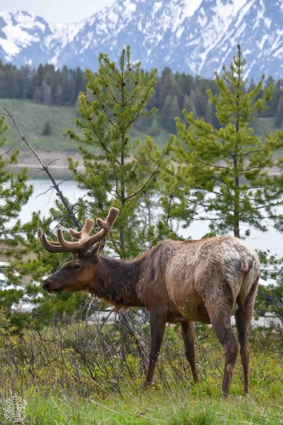 Ciervo en Grand Teton National Park