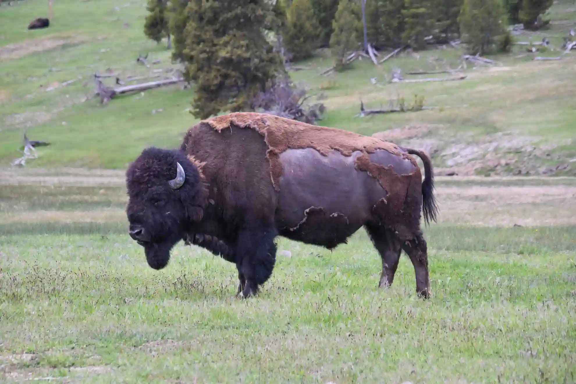 Dónde alojarse en Yellowstone National Park