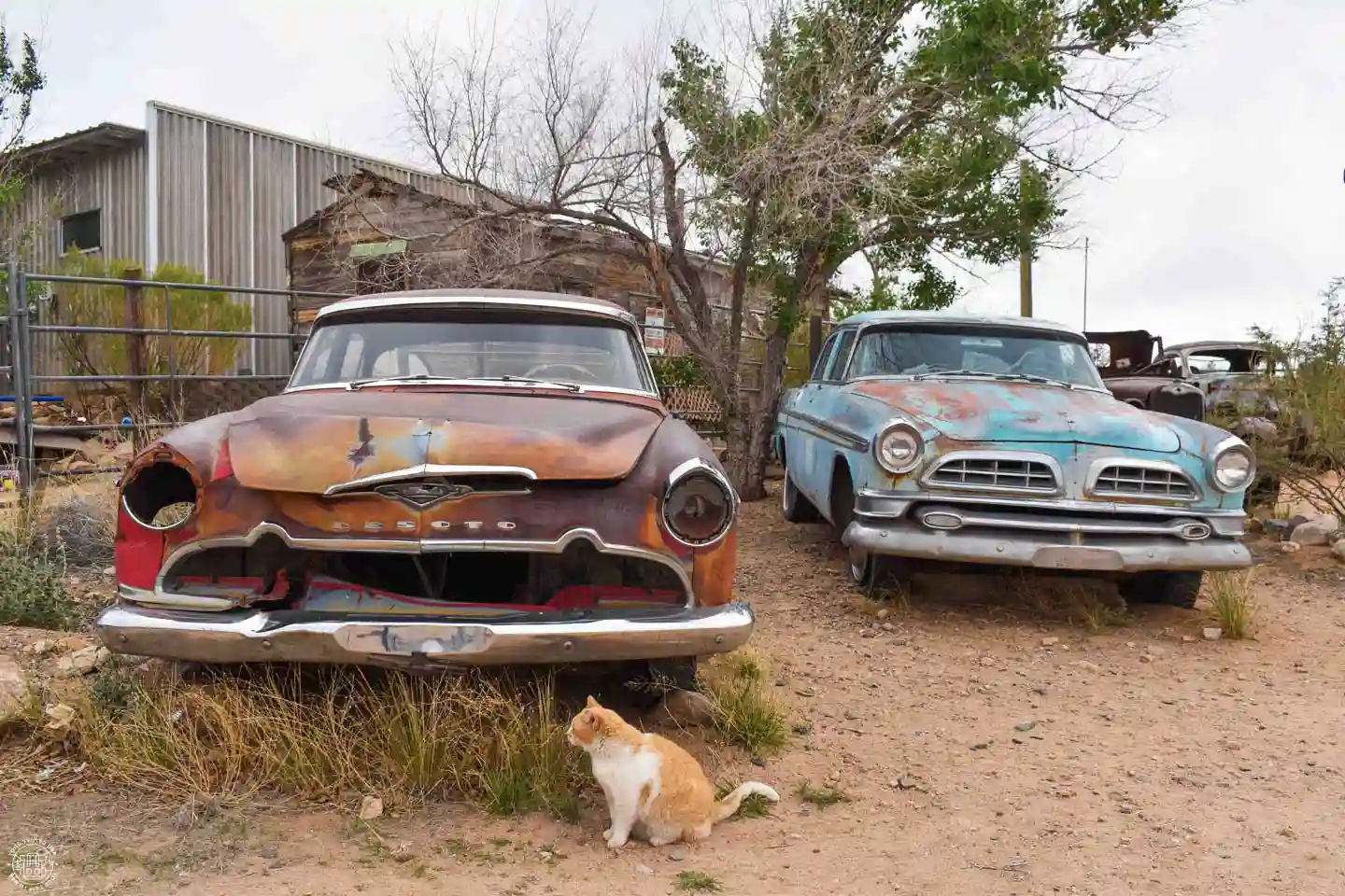 Charlie the Cat in Hackberry, Route 66