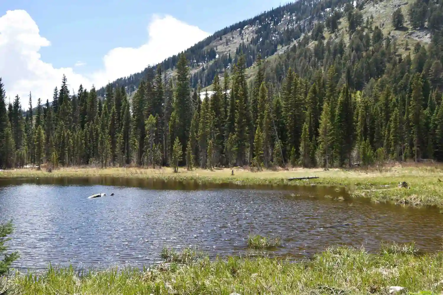 Moose Ponds, Grand Teton