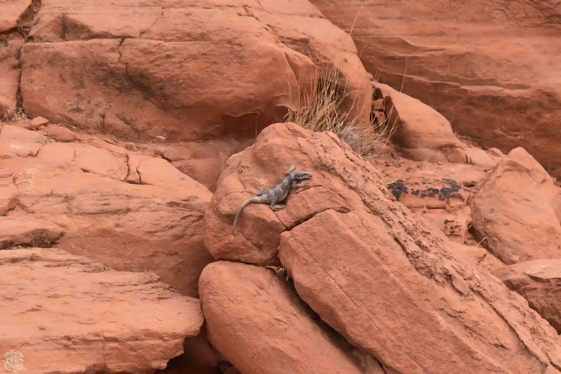 Chacahuala, réptil en Valley of Fire